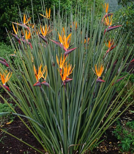 Strelitzia juncea